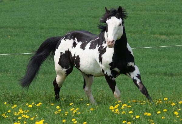 Colonel Coosader (American Paint Horse - Black Overo Stallion)